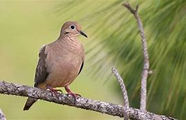 Arti Mimpi Dapat Anakan Burung Cendet